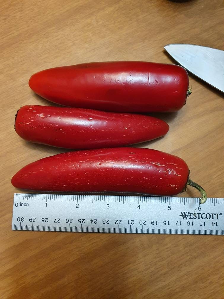 Jumbo Red Jalapeño Jalapeno aka Chipotle Chile Seeds Etsy