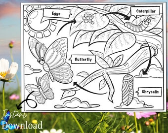 Life Cycle of a Butterfly Printable Coloring Page, Homeschool Printables, Preschool Curriculum, Kids Coloring Pages, Kids Science Art