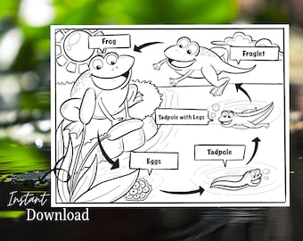 Frog Life Cycle Printable Coloring Page, Homeschool Activity Printables, Preschool Curriculum Printable, Kids Coloring Pages, Kids Science