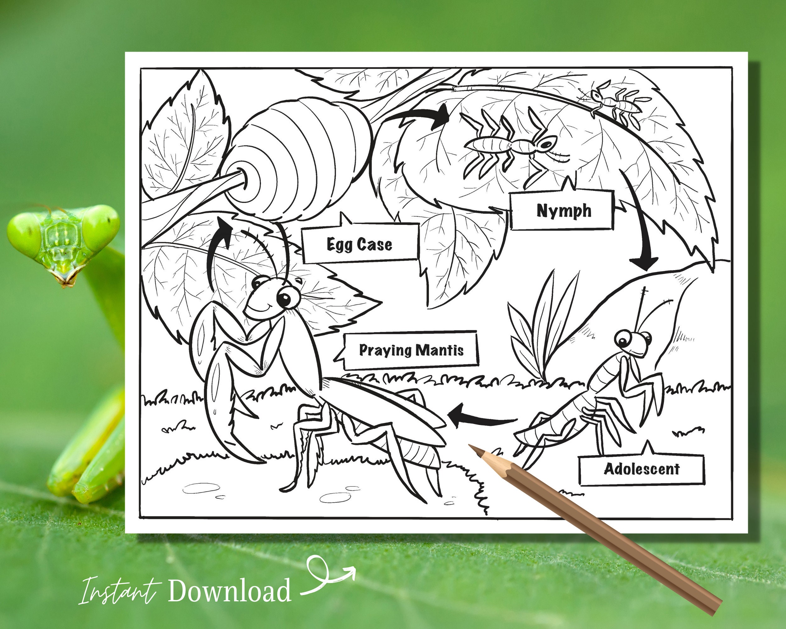 life cycle of praying mantis printable coloring page insect etsy