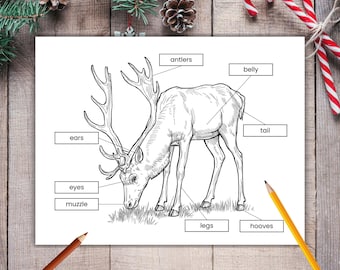 Parts of a Reindeer Coloring Page, Christmas Science Worksheet, Reindeer Anatomy Printable, Holiday STEM Activity for Kids, Xmas Activity