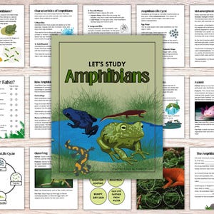 May include: Educational resources on amphibians, including a central cover titled "Let's Study Amphibians" with frog and salamander illustrations. Surrounding pages cover amphibian characteristics, life cycles, and true/false questions.