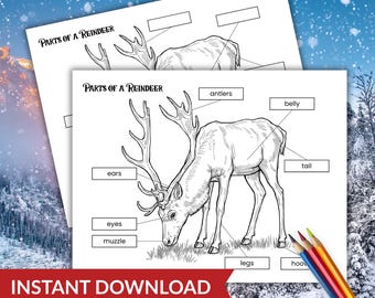 Reindeer Anatomy Coloring Page, Christmas Science STEM (PDF Printable)