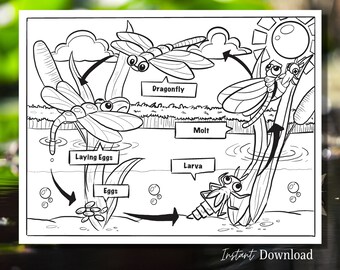 insect coloring page etsy