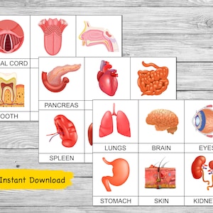 Human Organs Printable Montessori Cards, Flash Cards, Three Part Montessori Cards, Nomenclature Cards, Anatomy Cards for Kids, Human Body