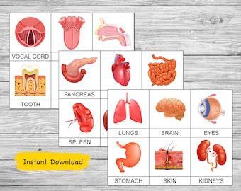 Afdrukbare montessorikaarten menselijke organen, flashkaarten, driedelige montessorikaarten, nomenclatuurkaarten, anatomiekaarten voor kinderen, menselijk lichaam