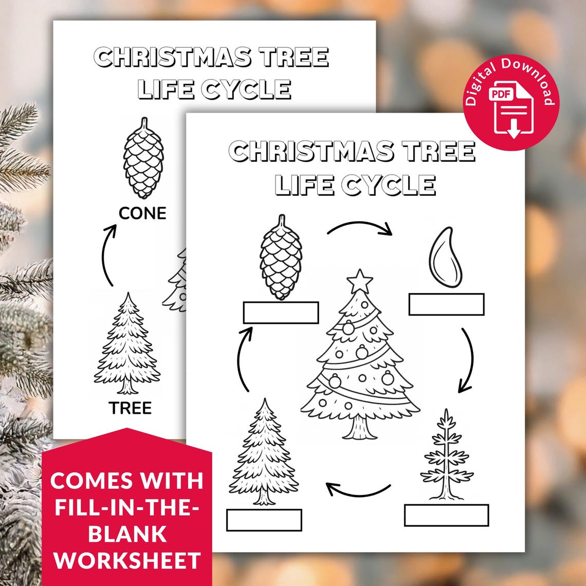 Christmas Tree Life Cycle Coloring Page, Holiday Science Worksheet for ...