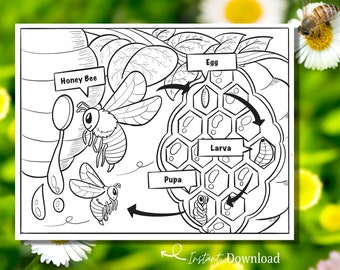 Life Cycle of Bee Coloring Page, Honey Bees Life Cycle Printable, Science Coloring Page, Montessori, Homeschooling, Kids Zoology Education