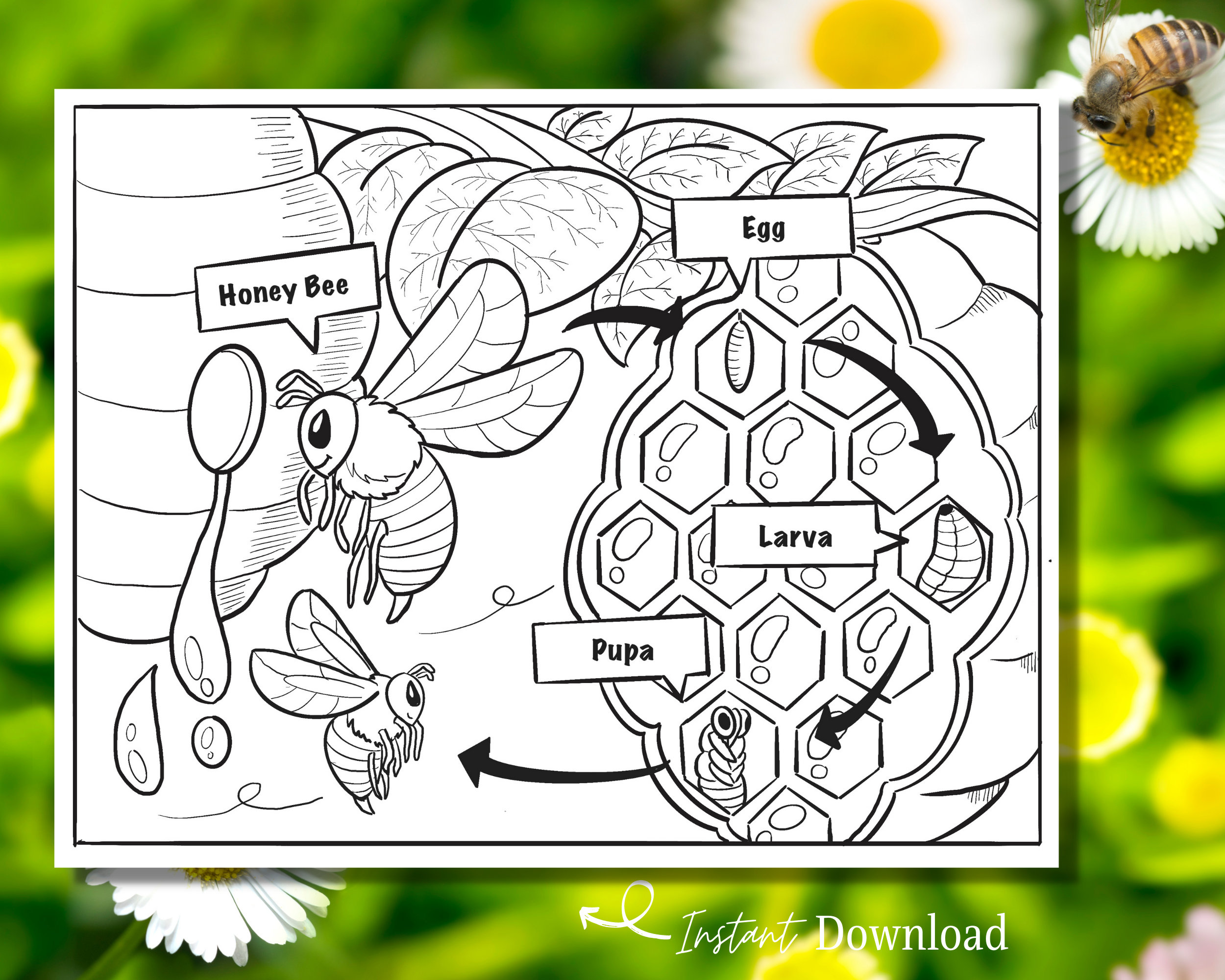 Life Cycle of Bee Coloring Page, Honey Bees Life Cycle Printable