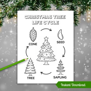 May include: Black and white illustration of the Christmas tree life cycle, including a cone, seed, sapling, and tree. The words "Christmas Tree Life Cycle" are at the top. A green pencil is on the left side of the image. The words "Instant Download" are at the bottom.