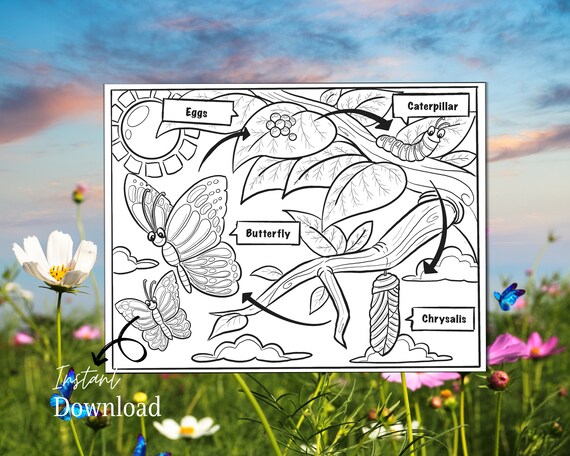 Life Cycle of a Butterfly Printable Coloring Page Homeschool