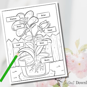 Parts of a Flower Printable Coloring Page, Flower Coloring Page, Learning, Homeschool Activity, Preschool Curriculum Science Education Sheet