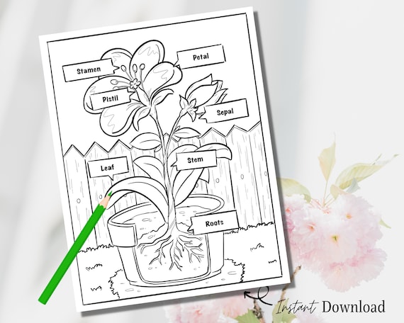 Parts of a Flower Printable Coloring Page Flower Coloring