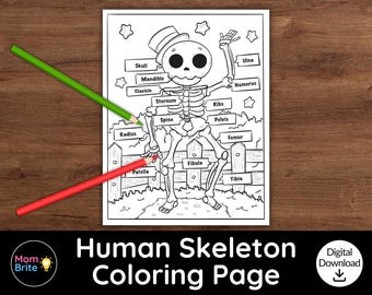 Human Skeleton Anatomy Coloring Page for Kids, STEM Printable for Elementary Students, Educational STEM Activity, Homeschool Science Lesson