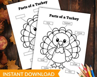 Turkey Anatomy Coloring Page, Thanksgiving Science Activity (PDF Pattern)