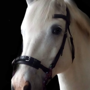 May include: A white horse wearing a black leather halter with a noseband and a browband. The halter has a buckle on the side and a strap that goes under the chin.