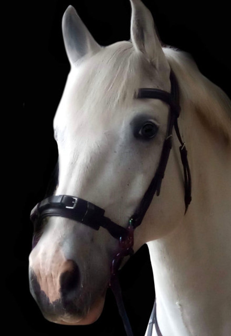 May include: A white horse wearing a black leather halter with a noseband and a browband. The halter has a buckle on the side and a strap that goes under the chin.
