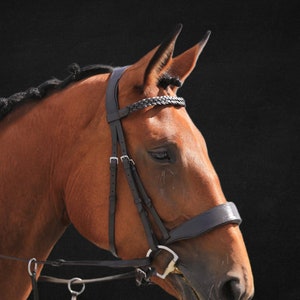 Puede incluir: Un caballo marrón con una brida de cuero negro y riendas. El caballo lleva una cabezada trenzada y un bozal.