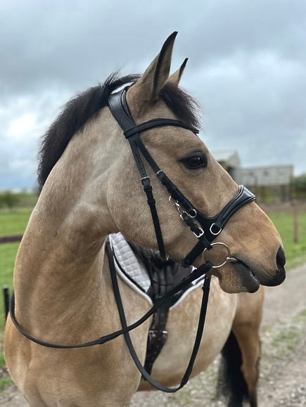 Easy Ride Bitless / Bitted Leather 4-way Bridle Evo Equine - Etsy