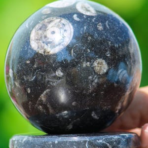 65MM Natural Orthoceras Ammonite Fossil Healing Charged Metaphysical Crystal Chakra Balancing Healing Power Stone Grid Stone Sphere Ball