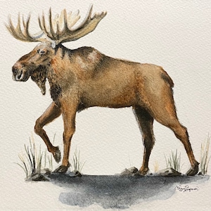 Moose Portrait