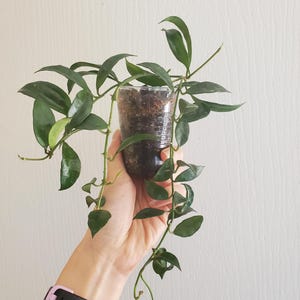 Hoya lacunosa &#39;Snow Caps&#39; #245