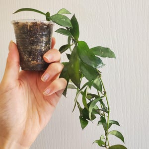 Hoya lacunosa &#39;Snow Caps&#39; #151