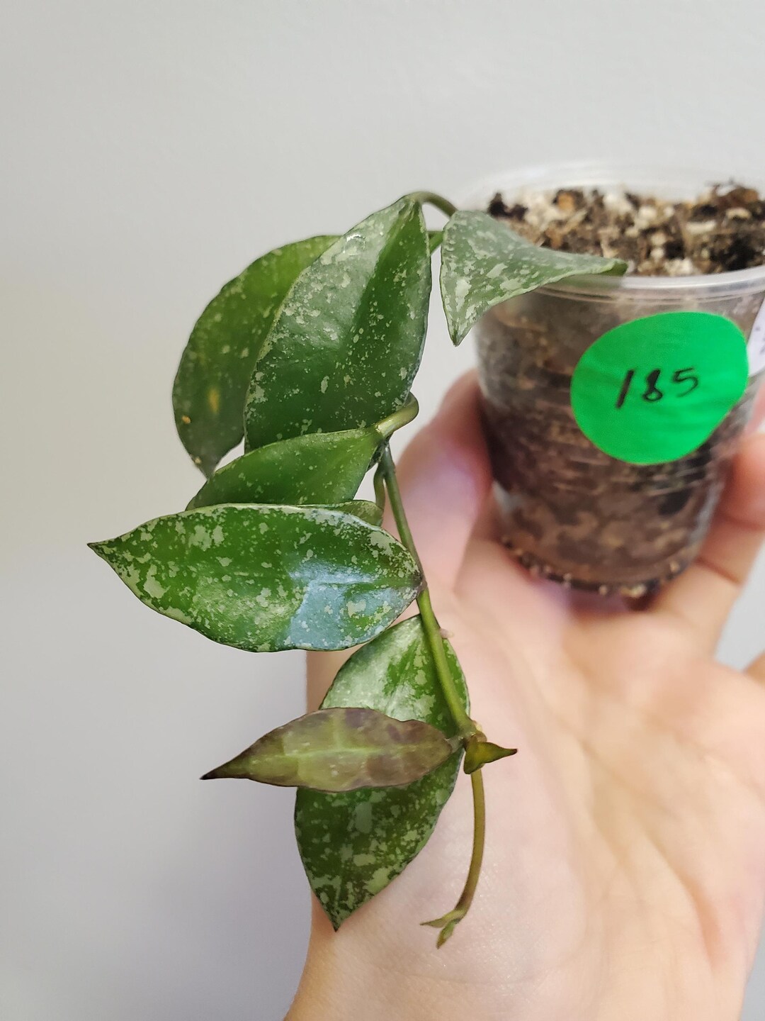 Hoya Lacunosa Snow Capsnull