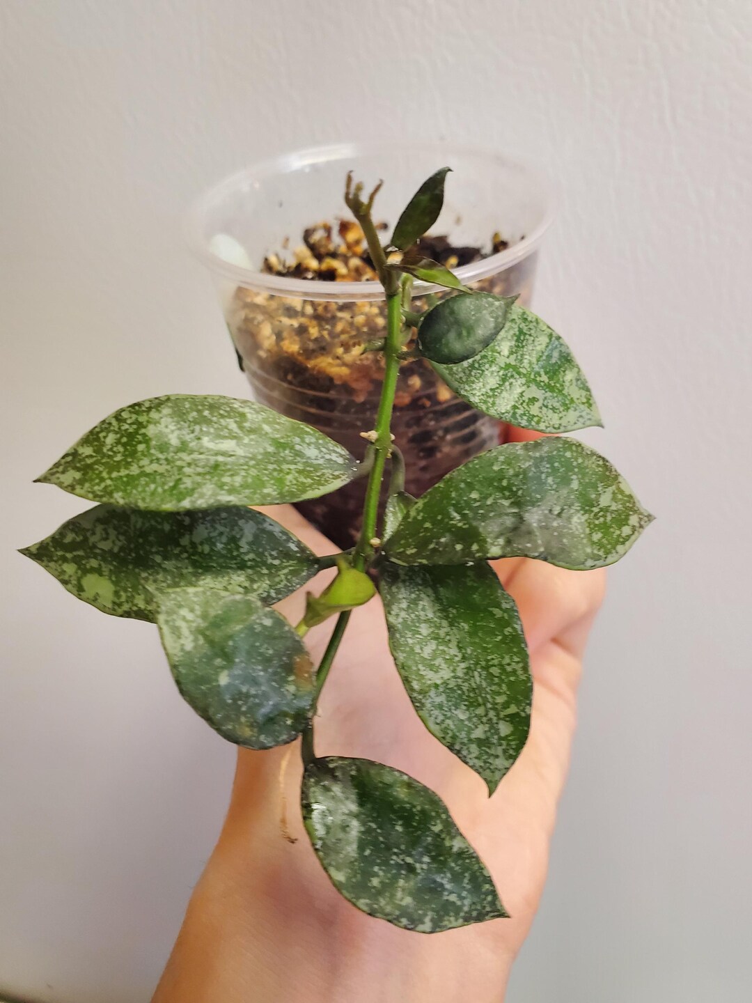 Hoya Lacunosa Snow Capsnull
