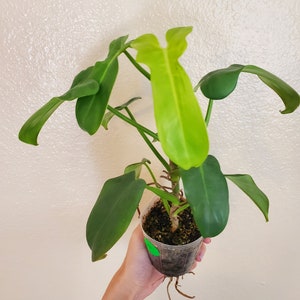 Philodendron bipennifolium 'Aurea' #88