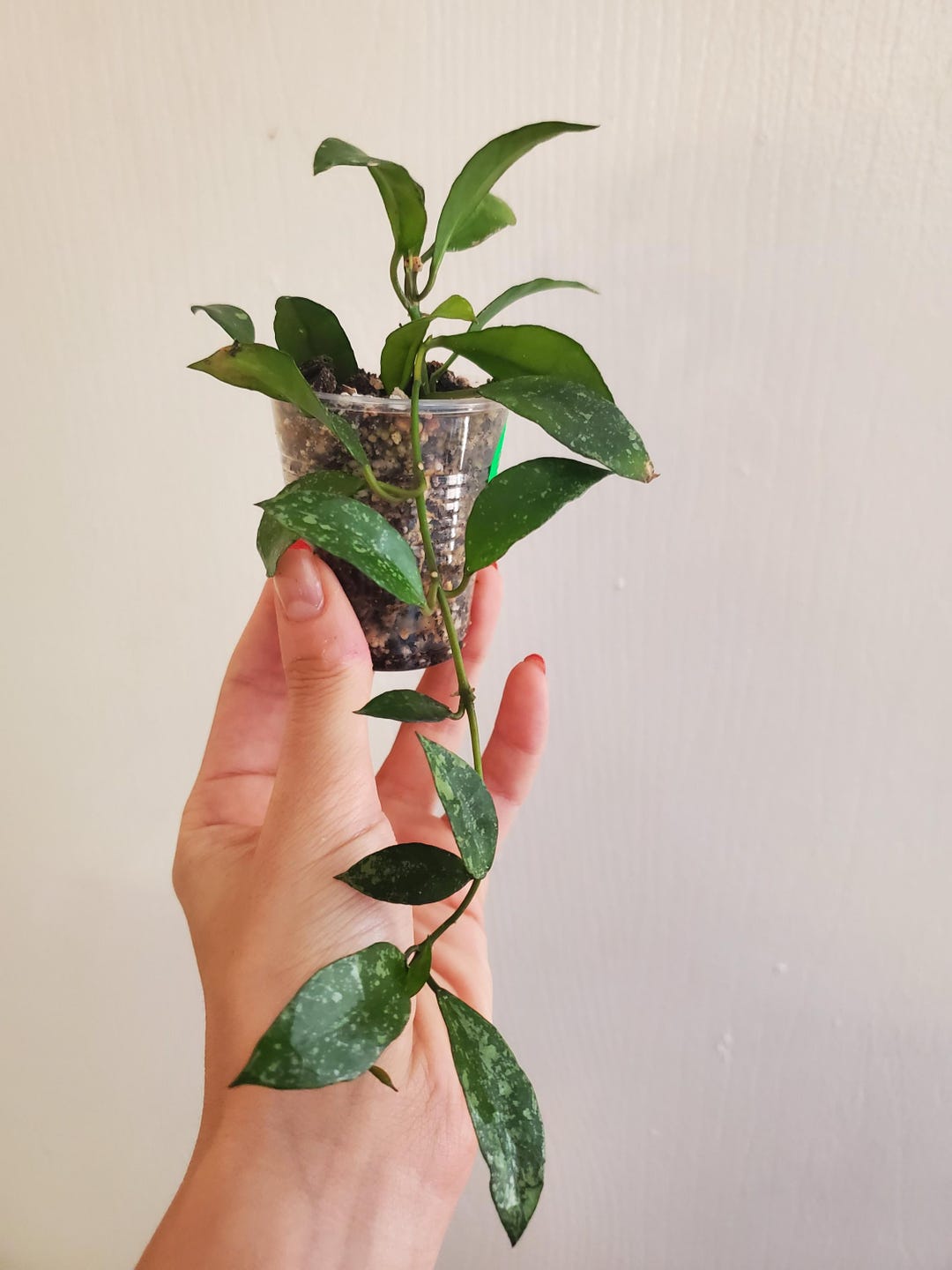 Hoya Lacunosa Snow Capsnull