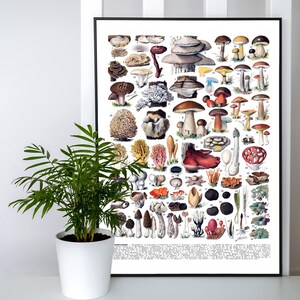 Adolphe Millot poster, mushroom poster, mushroom collection, mushroom poster, Adolphe Millot mushrooms, Mushroom painting