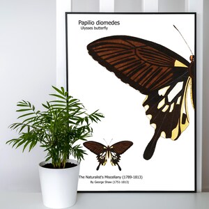 Butterfly poster, naturalist artist, vintage butterfly illustration, vintage butterfly, vintage wall art, George Shaw