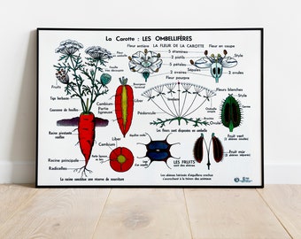 Rossignol school poster / MDI / The carrot, the Umbellifers / Vintage reproduction / Vintage Poster