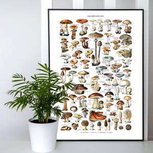 Adolphe Millot poster, mushroom poster, mushroom collection, mushroom poster, Adolphe Millot mushrooms, Mushroom painting