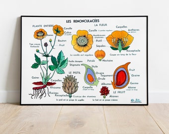 Rossignol school poster / MDI / Ranunculaceae / Vintage reproduction / Vintage Poster