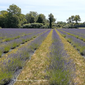 Dried Organic French Lavender 6 18 Bunches / Bundles / Bouquet image 4