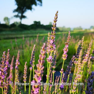 Dried Organic French Lavender 6 18 Bunches / Bundles / Bouquet image 7