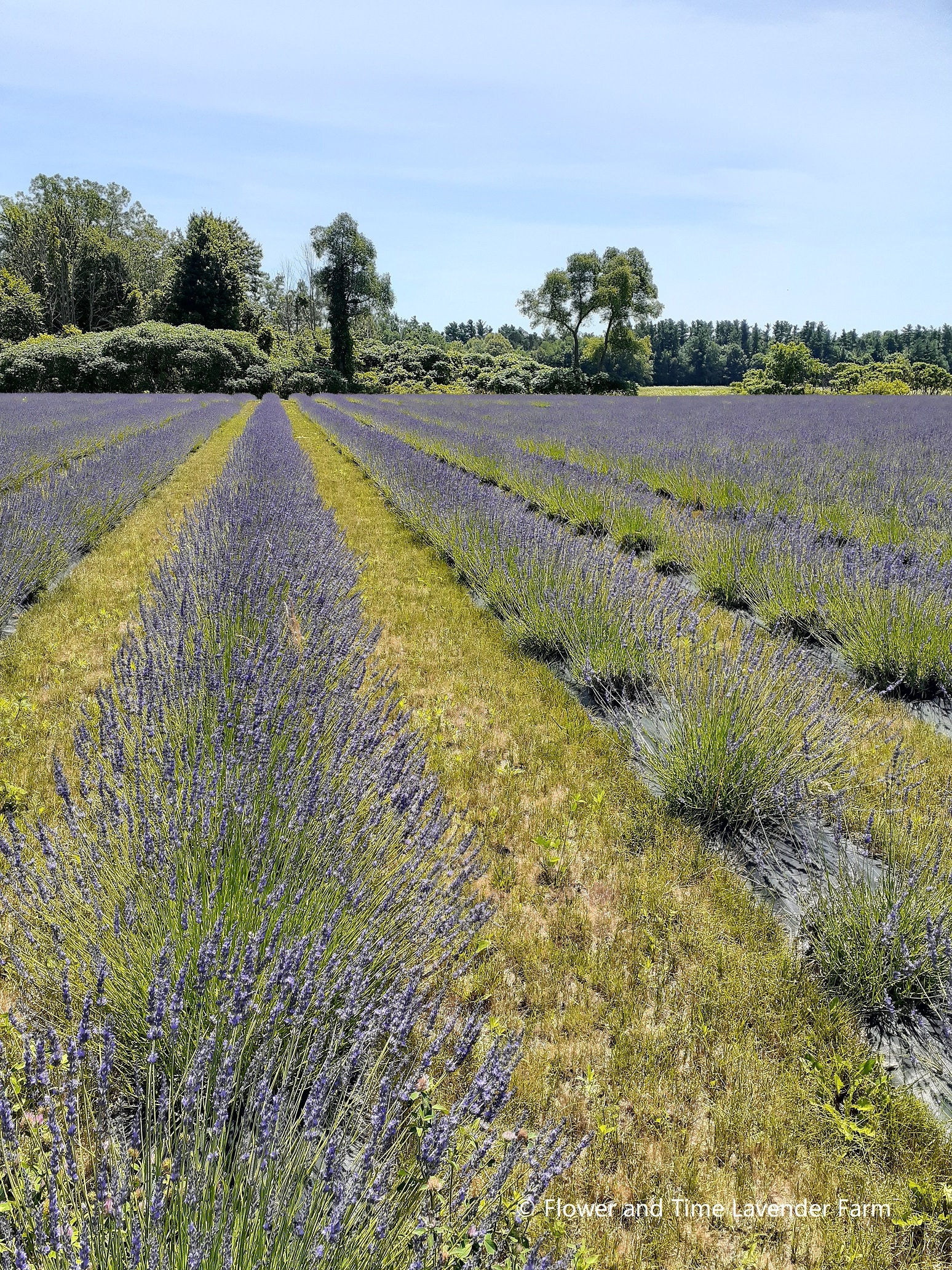 Dried French Lavender Bundles — ZENGENIUS, INC.