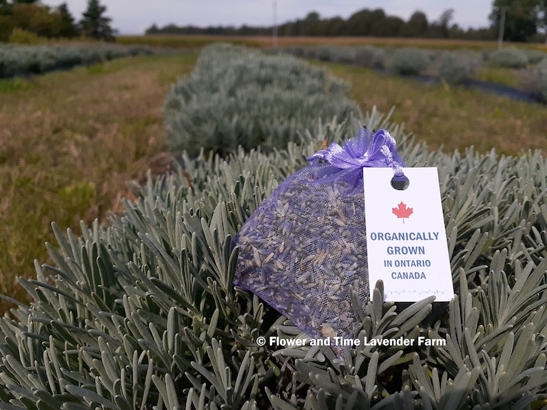 5 Dried Lavender Sachets Organic Dry Lavender Sachets Etsy