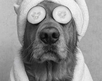 May include: A Golden Retriever wearing a white towel turban and a white towel wrap. Two cucumber slices rest over the dog's eyes. The image is in black and white, creating a spa-like theme.