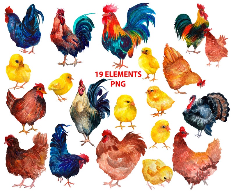 Download Chicken Watercolor Clipart vector Eps PNG Farm animals | Etsy
