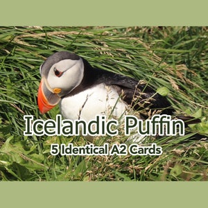 Carte de voeux Macareux moine d'Islande