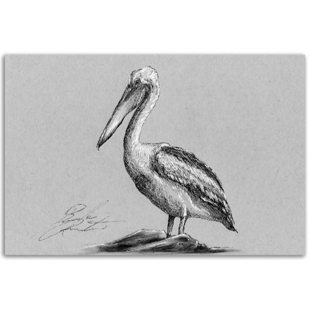 Pelican, Pen and Ink Print, Hand Drawn Animal Art, Black and White