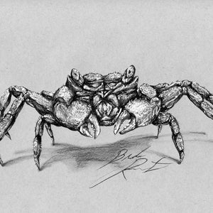 Crab, Pen and Ink Print, Hand Drawn Animal Art, Black and White Vintage, Wall Art