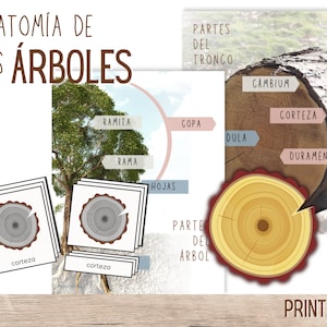 La anatomía de los árboles - Inmersión en español - Tarjetas de anatomía del tronco de 3 partes - Afiche infográfico - Actividad práctica - Partes de un árbol