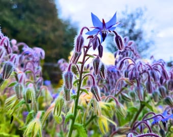 Borage Seed | Borago officinalis | Heart Tonic | Adrenal | Nervous system |