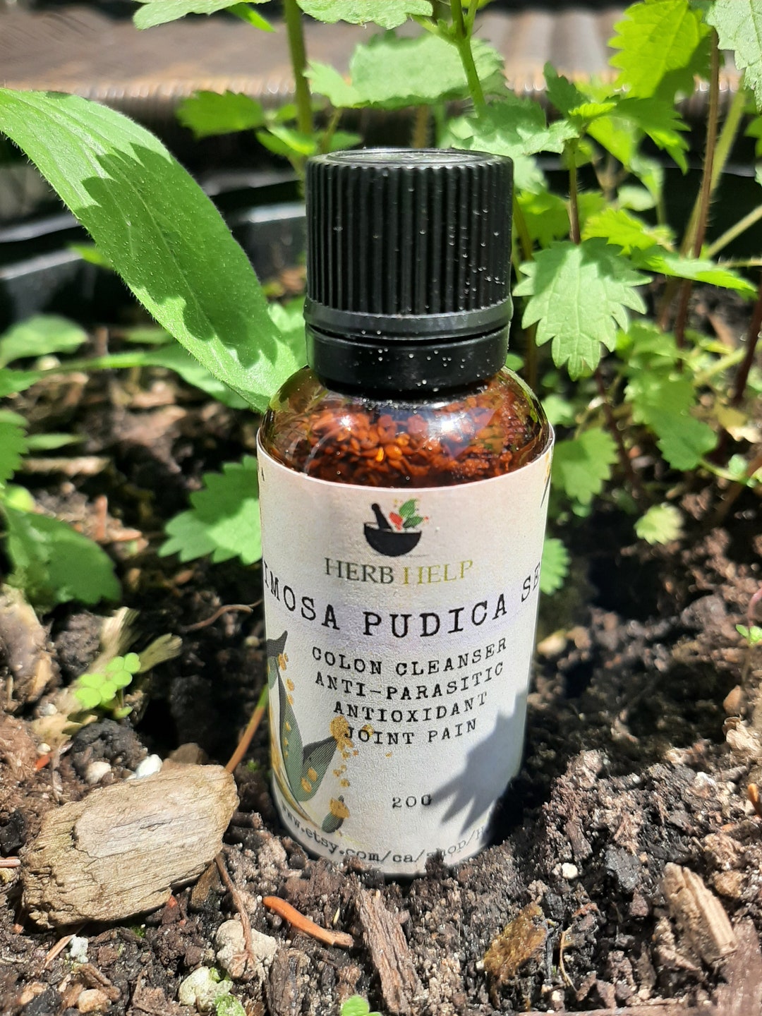 Mimosa Pudica Seed Purge Parasites Tapeworms Mucoid Plaque Digestion