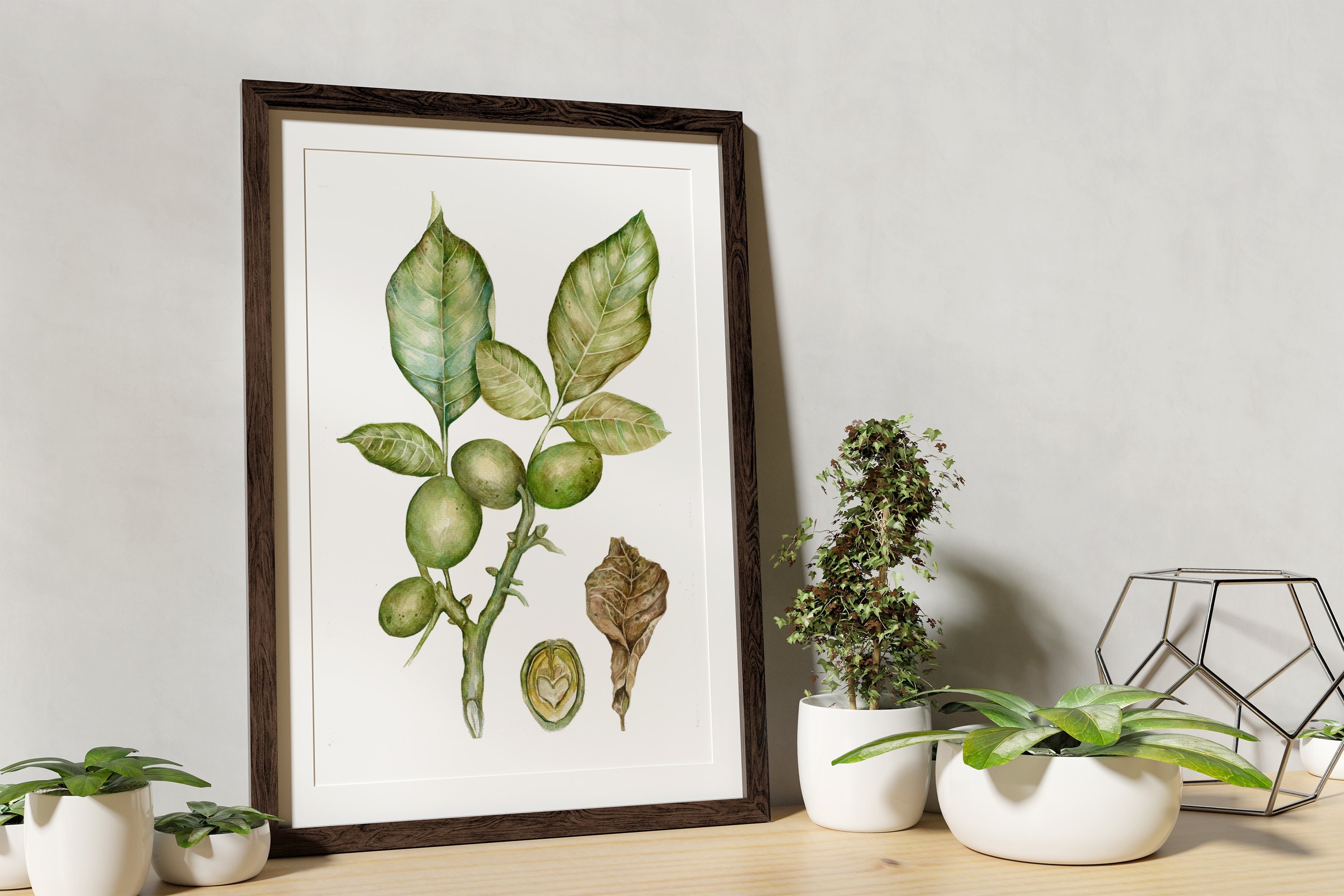 Original Walnut Watercolour Painting Handmade Wall Art | Etsy