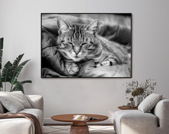 Photo Cat, Civitella, Italy, Wall Art, Black and White Poster, Instant Download, Printable on Many Formats